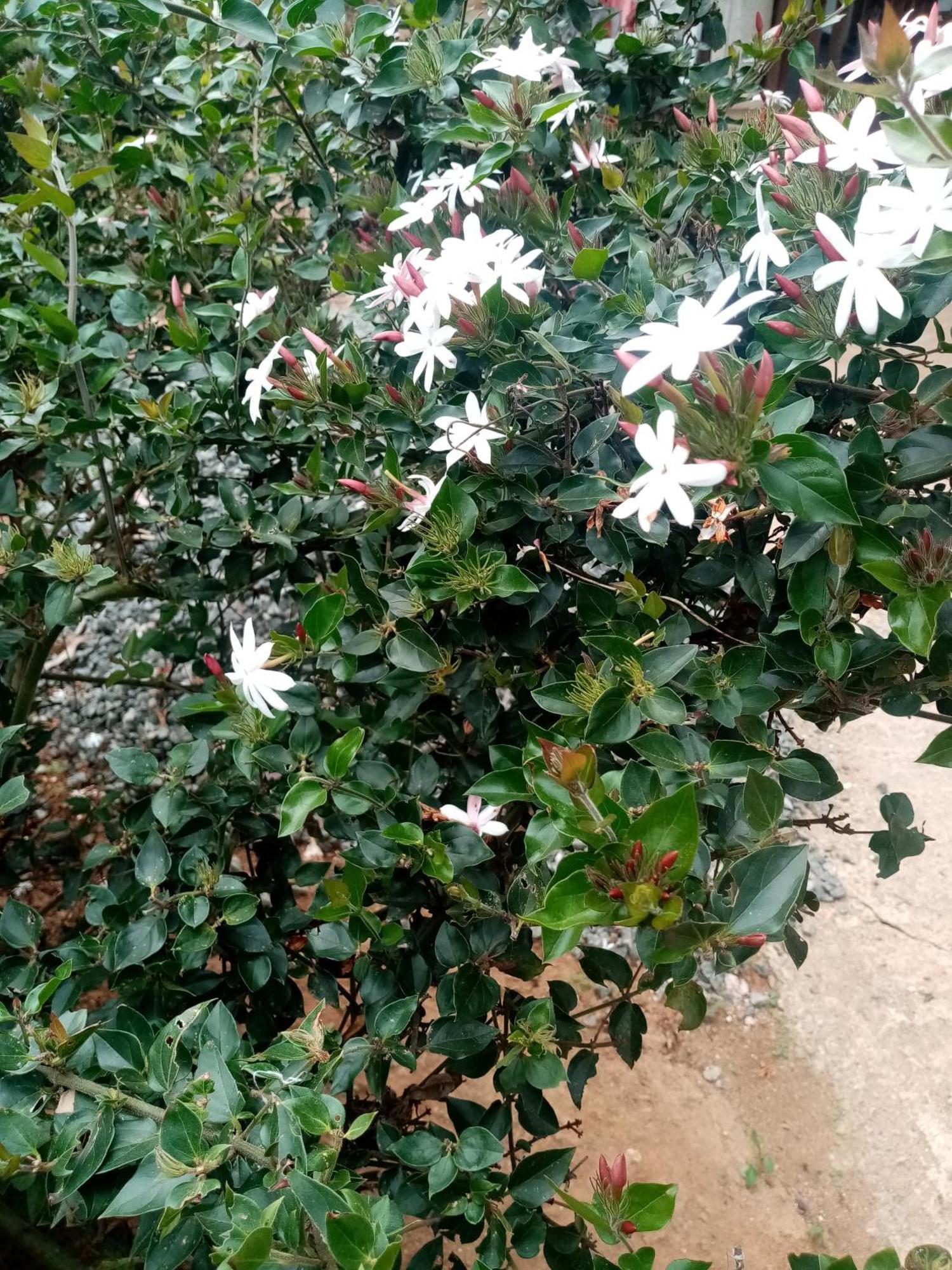 אלה Apurvi Homestay מראה חיצוני תמונה